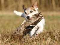 Parson Jack Russell Terrier Jagd