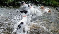 Unsere Parson Russell Terrier haben Spass im Wasser