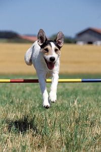 Agility mit Parson Russell Terriern
