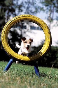 Unsere Parson Russell Terrier H&uuml;ndin beim Sprung durch den Reifen