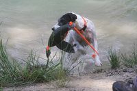 Parson Russell Terrier mit Dummy im Wasser