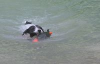 parson russell terrier schwimmen