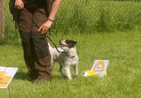 Parson Russell Terrier H&uuml;ndin Maia im Rally Obedience