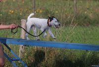 parson-russell-terrier-agility