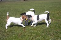 Wilde Spiele unserer Parson Russell Terrier