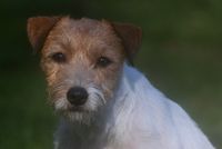 Unsere Parson Russell Terrier Hündin Foxbury's Orange Blossom