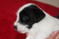 Parson Russell Terrier Welpe schwarz-weiß, rauhaarig