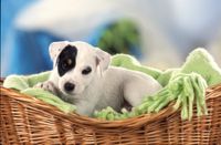Unser Parson Russell Terrier Welpen in schwarz-weiß