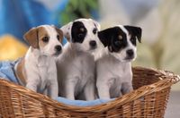 Parson Russell Terrier Welpen in braun-wei&szlig; und tricolor